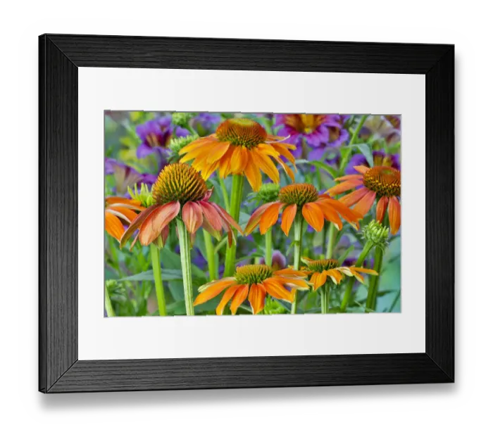 Framed Print : Orange coneflower with backdrop of purple painted tongue Framed Print : Orange coneflower with backdrop of purple painted tongue