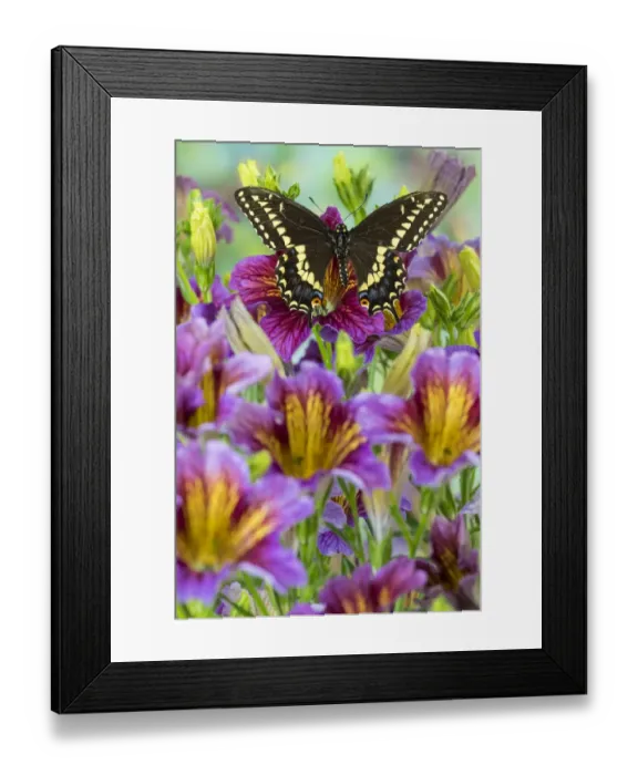 Framed Print : Purple painted tongue flowers with black swallowtail butterfly, Papilio polyxenes Framed Print : Purple painted tongue flowers with black swallowtail butterfly, Papilio polyxenes