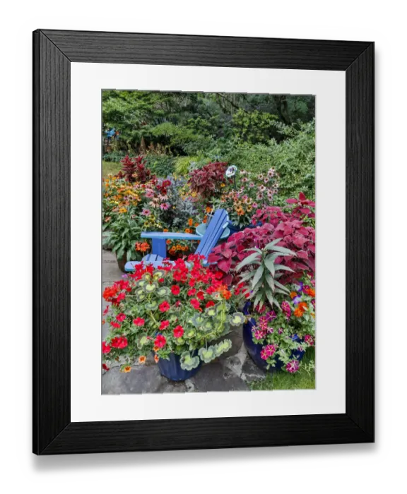 Framed Print : Garden in full bloom with blue chair, Sammamish, Washington State Framed Print : Garden in full bloom with blue chair, Sammamish, Washington State