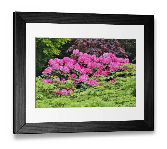Framed Print : Pink rhododendron and Japanese maples, Sammamish, Washington State Framed Print : Pink rhododendron and Japanese maples, Sammamish, Washington State