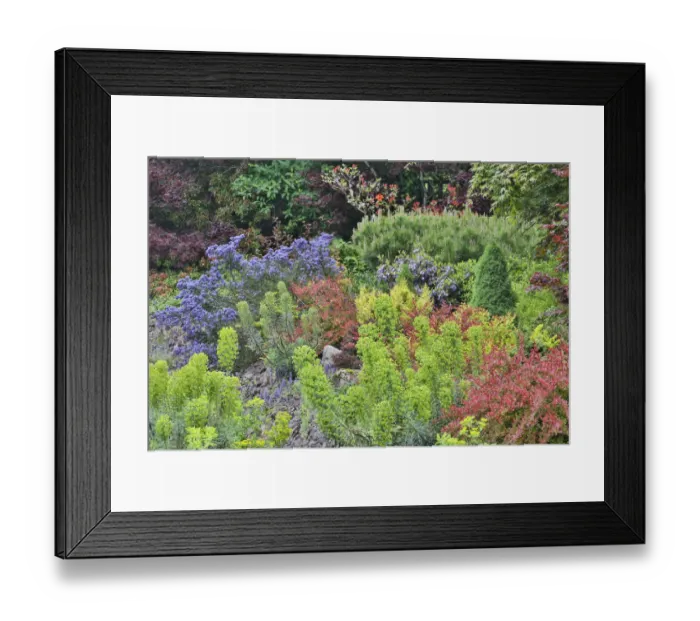 Framed Print : Spring color with deer proof shrubs and trees, Sammamish, Washington State