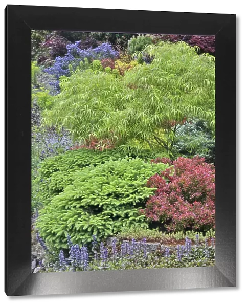 Spring color with deer proof shrubs and trees, Sammamish, Washington State