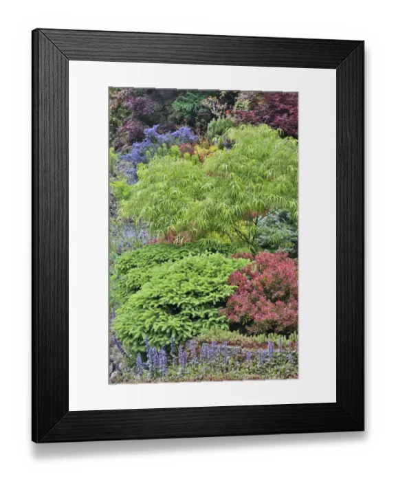Framed Print : Spring color with deer proof shrubs and trees, Sammamish, Washington State Framed Print : Spring color with deer proof shrubs and trees, Sammamish, Washington State