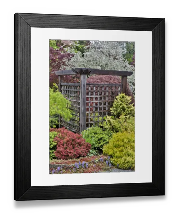 Framed Print : Wooden screen with deer proof shrubs and trees, Sammamish, Washington State Framed Print : Wooden screen with deer proof shrubs and trees, Sammamish, Washington State