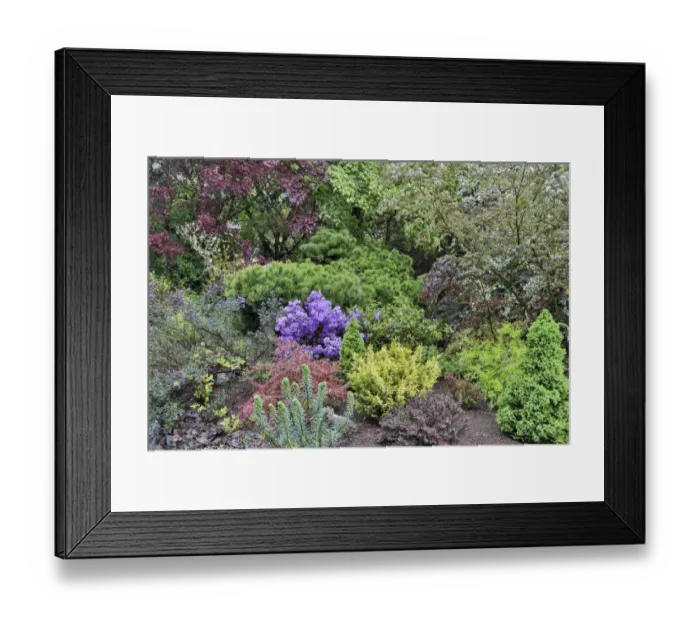 Framed Print : Spring color with deer proof shrubs and trees, Sammamish, Washington State Framed Print : Spring color with deer proof shrubs and trees, Sammamish, Washington State