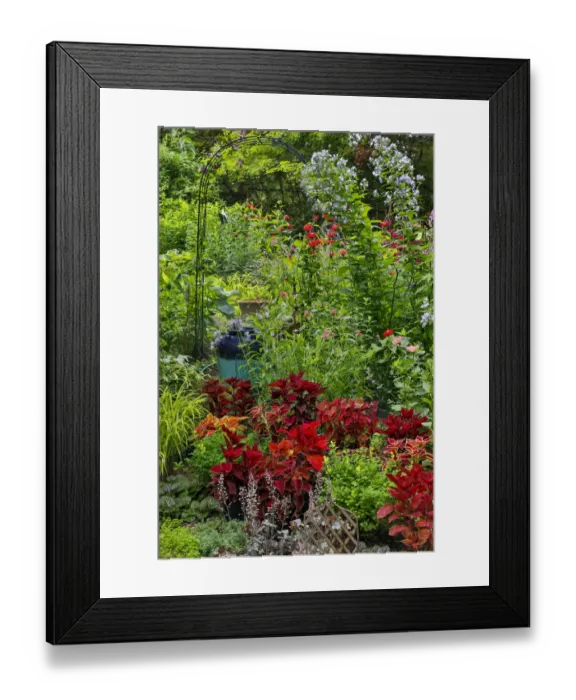 Framed Print : Garden summer flowers and coleus plants in bronze and reds, Sammamish, Washington State Framed Print : Garden summer flowers and coleus plants in bronze and reds, Sammamish, Washington State