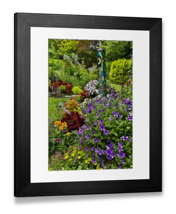 Framed Print : Petunias in flowerpots and blooming garden, Sammamish, Washington State Framed Print : Petunias in flowerpots and blooming garden, Sammamish, Washington State