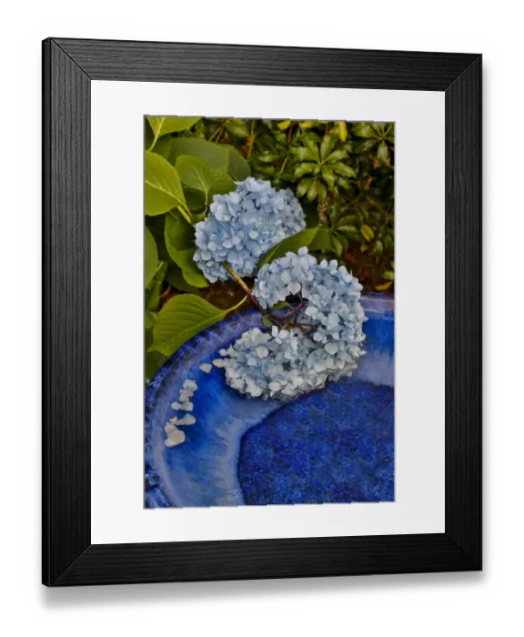 Framed Print : Blue hydrangea falling into blue bird bath, Sammamish, Washington State Framed Print : Blue hydrangea falling into blue bird bath, Sammamish, Washington State