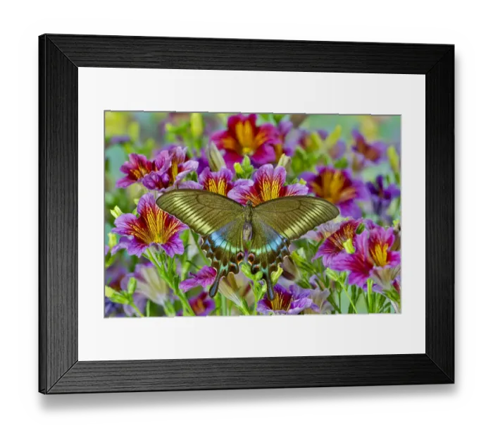 Framed Print : Purple painted tongue flowers with female Asian swallowtail butterfly, Papilio Maackii