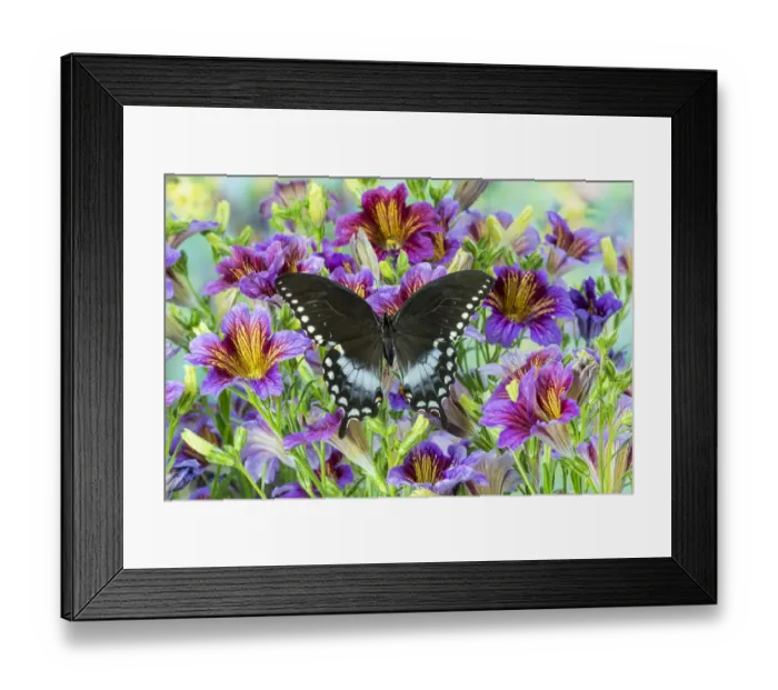 Framed Print : Purple painted tongue flowers and Pineville North American butterfly, Papilio troilus