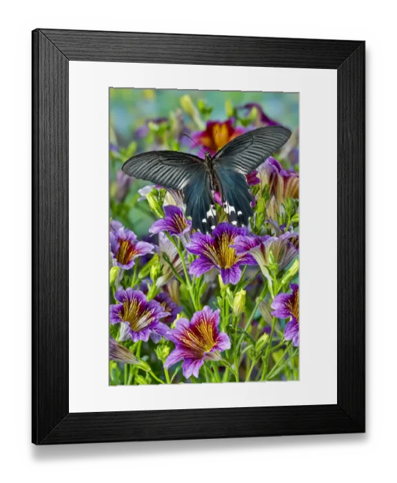 Framed Print : Purple painted tongue flowers, tropical butterfly, Papilio alcemenor f. leucoclis Framed Print : Purple painted tongue flowers, tropical butterfly, Papilio alcemenor f. leucoclis