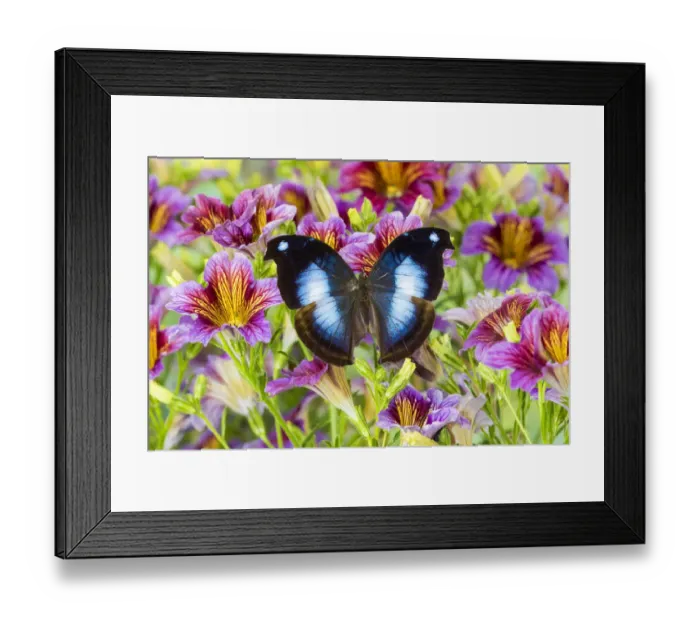 Framed Print : Purple painted tongue flowers with tropical butterfly Napocles jucunda