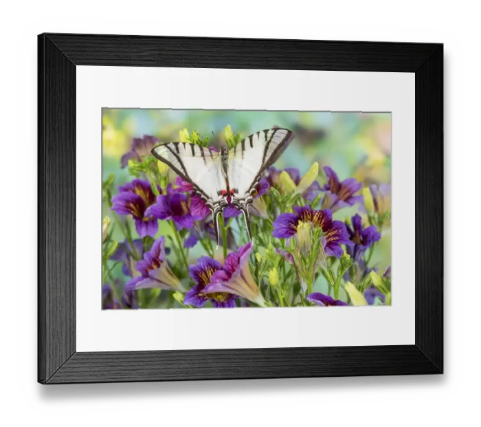 Framed Print : Purple painted tongue flowers and white tropical butterfly Eurytides agesilaus autosilaus Framed Print : Purple painted tongue flowers and white tropical butterfly Eurytides agesilaus autosilaus