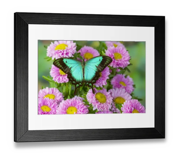 Framed Print : Asian tropical swallowtail butterfly Papilio larquinianus on pink flowering mums Framed Print : Asian tropical swallowtail butterfly Papilio larquinianus on pink flowering mums