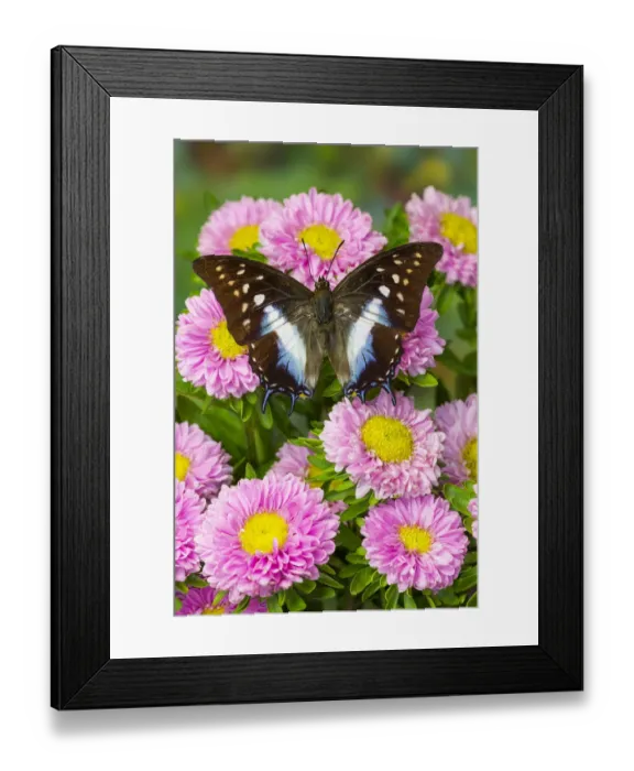Framed Print : Tropical butterfly, Polyura cognatus, on pink flowering mums