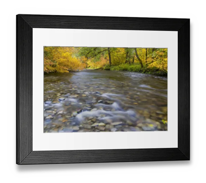 Framed Print : USA, Washington State, Olympic National Park. Vine maples and Sol Duc River in autumn Framed Print : USA, Washington State, Olympic National Park. Vine maples and Sol Duc River in autumn