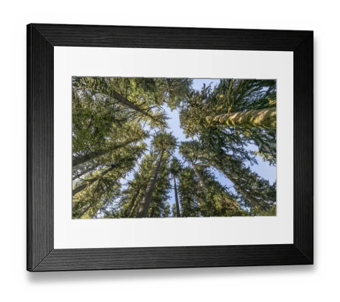 Framed Print : USA, Washington State, Olympic National Park. Looking up at conifer trees. Credit as Framed Print : USA, Washington State, Olympic National Park. Looking up at conifer trees. Credit as