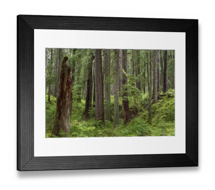 Framed Print : USA, Washington State, Olympic National Park Framed Print : USA, Washington State, Olympic National Park