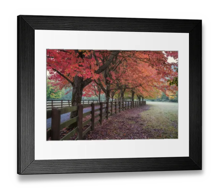 Framed Print : USA, Washington State. Trees in fall colors and fence Framed Print : USA, Washington State. Trees in fall colors and fence