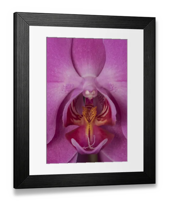Framed Print : USA, Washington State, Bellingham. Close-up of phalaenopsis orchid