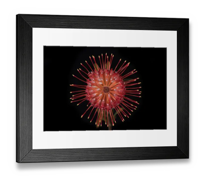Framed Print : USA, Washington State, Bellingham. Close-up of protea flower