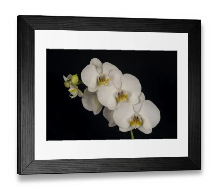 Framed Print : USA, Washington State, Bellingham. Close-up of phalaenopsis orchid