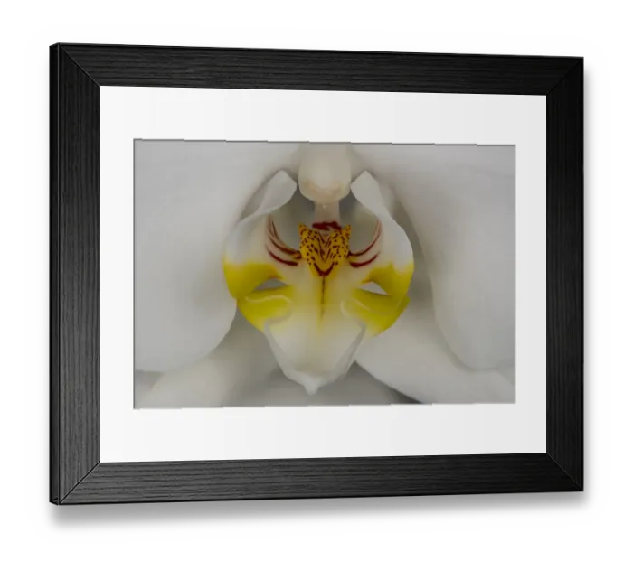Framed Print : USA, Washington State, Bellingham. Close-up of phalaenopsis orchid