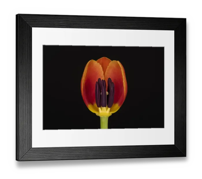 Framed Print : USA, Washington State, Bellingham. Close-up inside of tulip Framed Print : USA, Washington State, Bellingham. Close-up inside of tulip