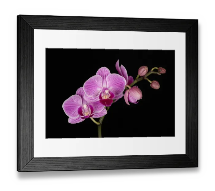 Framed Print : USA, Washington State, Bellingham. Close-up of phalaenopsis orchid Framed Print : USA, Washington State, Bellingham. Close-up of phalaenopsis orchid