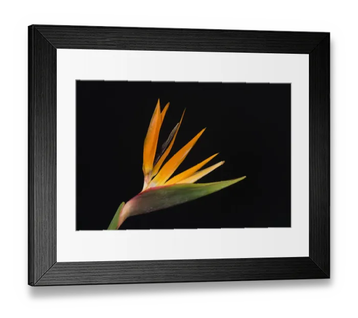 Framed Print : USA, Washington State, Bellingham. Bird of paradise flower close-up Framed Print : USA, Washington State, Bellingham. Bird of paradise flower close-up