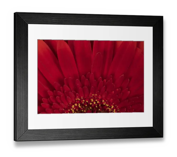 Framed Print : USA, Washington State, Bellingham. Close-up of gerbera daisy Framed Print : USA, Washington State, Bellingham. Close-up of gerbera daisy