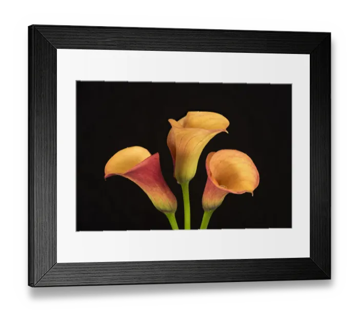 Framed Print : USA, Washington State, Bellingham. Calla lilies close-up