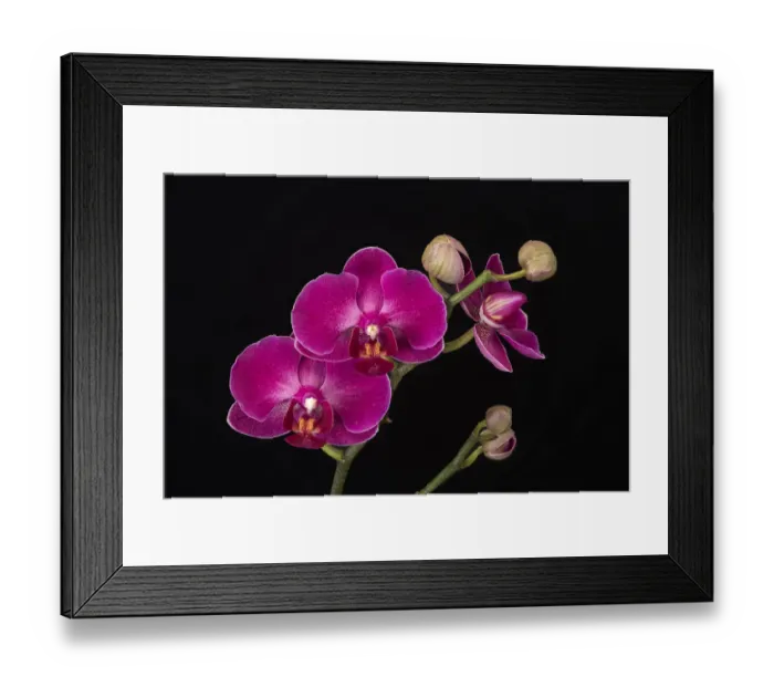 Framed Print : USA, Washington State, Bellingham. Close-up of phalaenopsis orchid Framed Print : USA, Washington State, Bellingham. Close-up of phalaenopsis orchid