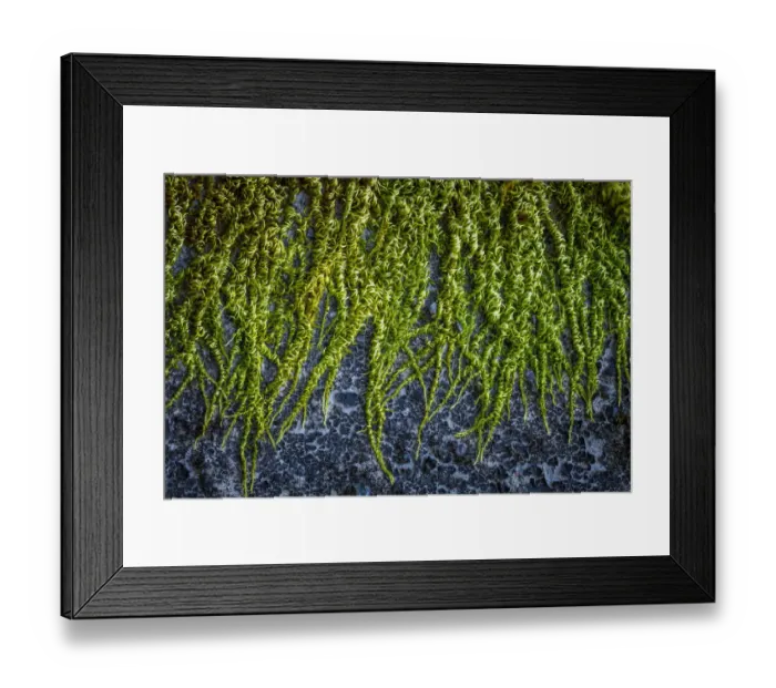 Framed Print : USA, Washington State, Beacon Rock State Park. Moss and lichens growing on concrete bridge Framed Print : USA, Washington State, Beacon Rock State Park. Moss and lichens growing on concrete bridge