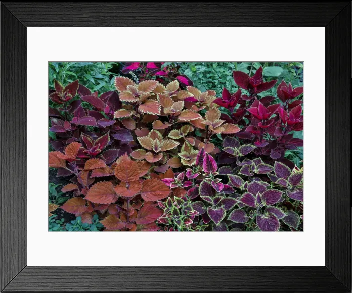 Framed Print : Garden coleus plants in bronze and reds, Sammamish, Washington State Framed Print : Garden coleus plants in bronze and reds, Sammamish, Washington State