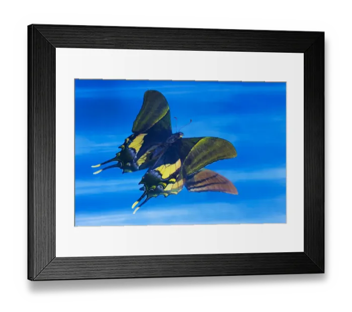 Framed Print : Rare swallowtail butterfly, Teinopalpus imperialis, reflection in blue