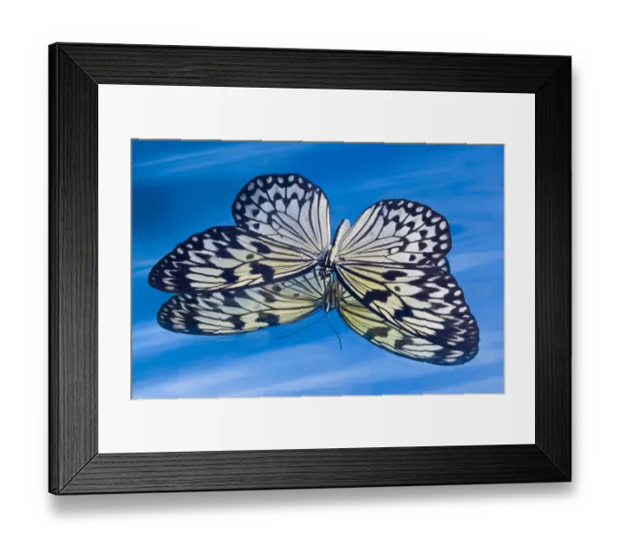 Framed Print : Paper kite butterfly in reflection in blue water Framed Print : Paper kite butterfly in reflection in blue water