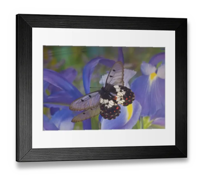 Framed Print : Butterfly Cressida with clear wings reflection with blue Dutch iris Framed Print : Butterfly Cressida with clear wings reflection with blue Dutch iris