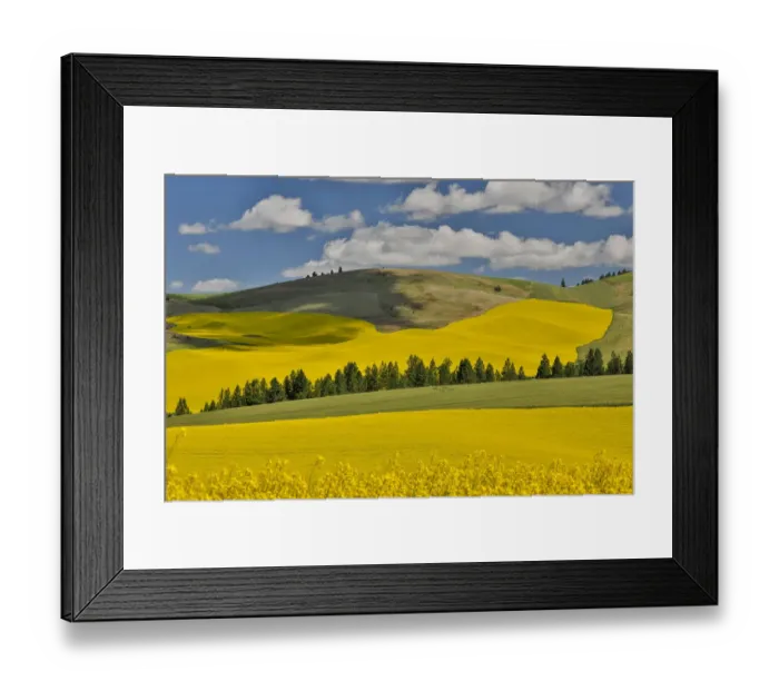 Framed Print : Canola fields with pine trees near Kamak Butte, Eastern Washington Framed Print : Canola fields with pine trees near Kamak Butte, Eastern Washington