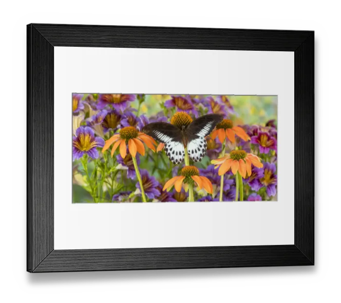 Framed Print : Butterfly Papilio polymnestor on orange coneflowers and painted tongue Framed Print : Butterfly Papilio polymnestor on orange coneflowers and painted tongue