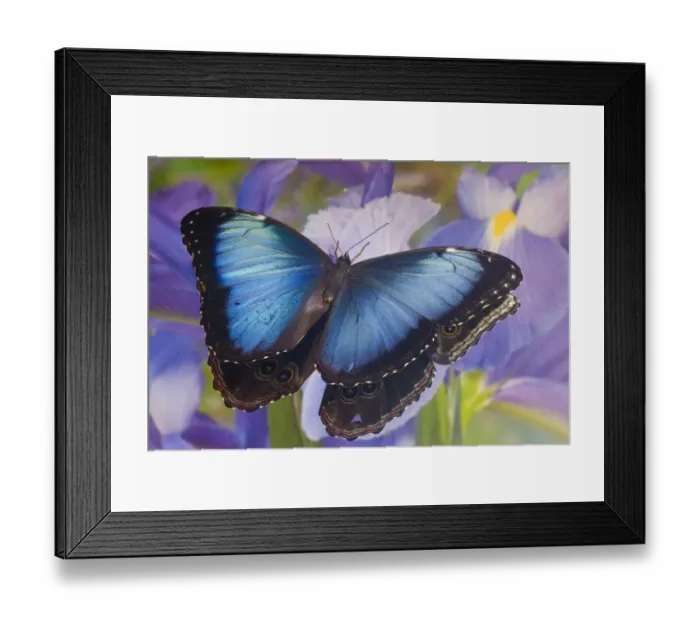 Framed Print : Blue morpho butterfly with reflection with Dutch iris Framed Print : Blue morpho butterfly with reflection with Dutch iris