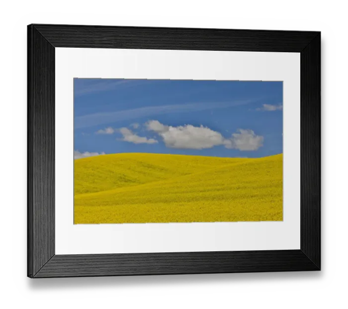 Framed Print : Canola field in full bloom Palouse Country of Eastern Washington Framed Print : Canola field in full bloom Palouse Country of Eastern Washington