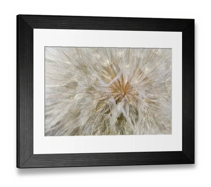 Framed Print : Seedhead of yellow salsify, Eastern Washington Framed Print : Seedhead of yellow salsify, Eastern Washington