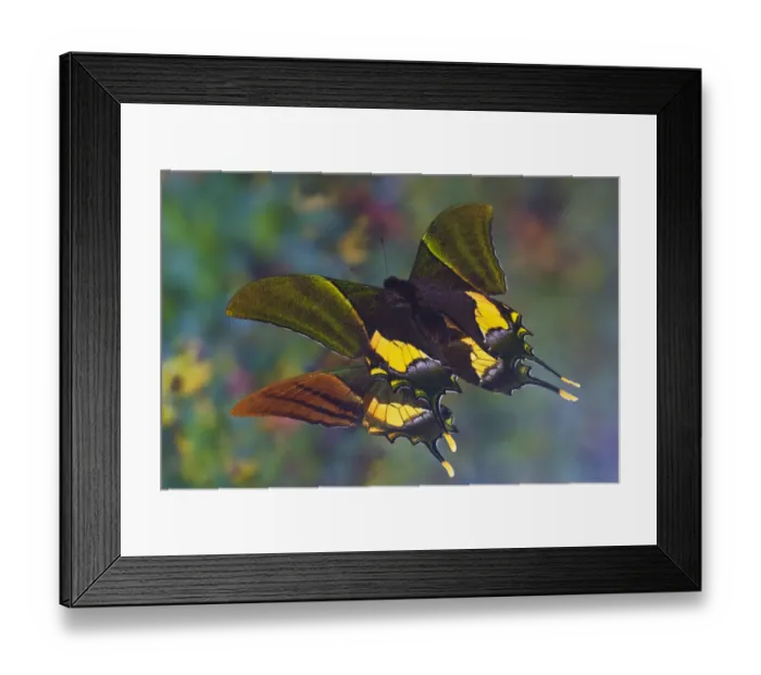 Framed Print : Rare swallowtail butterfly, Teinopalpus imperialis, reflection