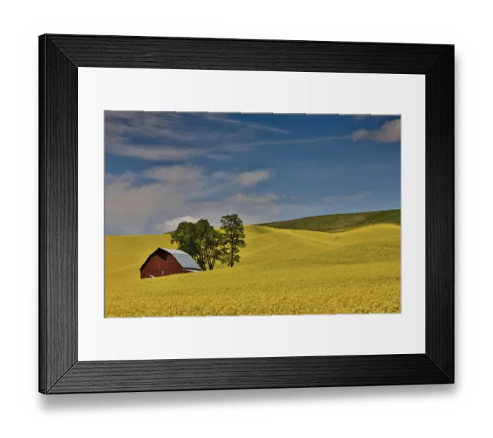 Framed Print : Red barn in canola field, Eastern Washington Framed Print : Red barn in canola field, Eastern Washington