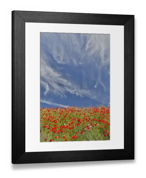 Framed Print : Poppies on hillside in full bloom, Garfield, Eastern Washington Framed Print : Poppies on hillside in full bloom, Garfield, Eastern Washington