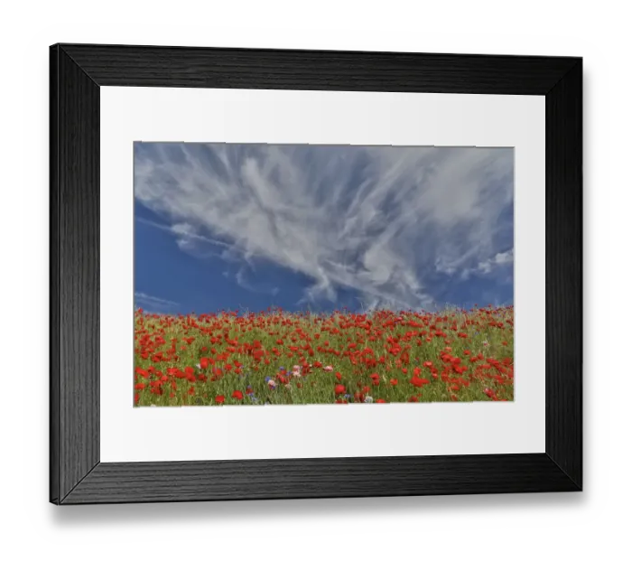 Framed Print : Poppies on hillside in full bloom, Garfield, Eastern Washington Framed Print : Poppies on hillside in full bloom, Garfield, Eastern Washington