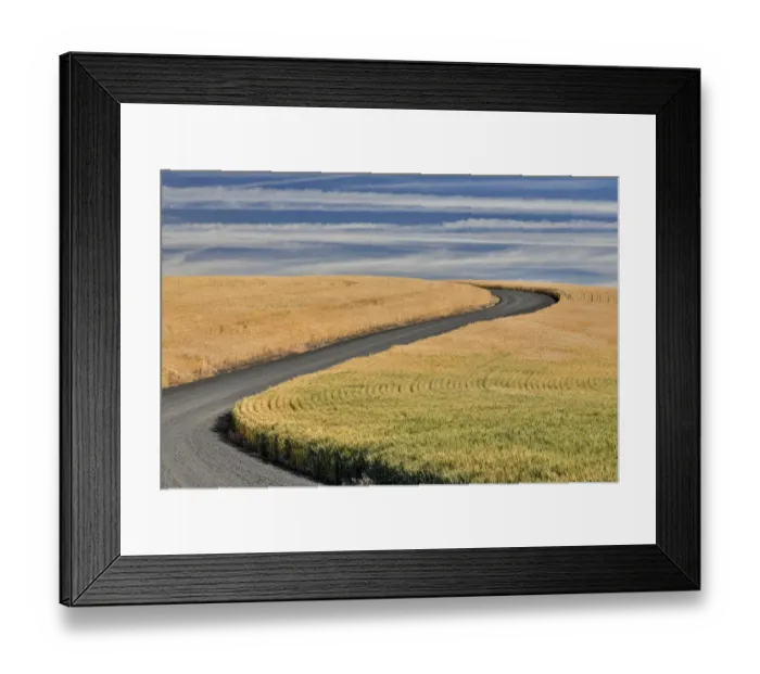 Framed Print : Winter wheat and curved gravel road just south of St. John, Eastern Washington Framed Print : Winter wheat and curved gravel road just south of St. John, Eastern Washington