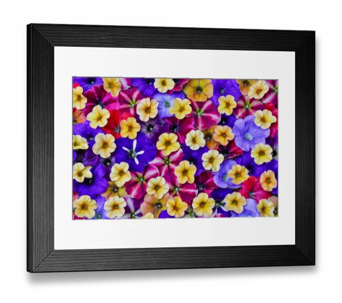 Framed Print : Variety of petunia flowers in pattern, Sammamish Washington Framed Print : Variety of petunia flowers in pattern, Sammamish Washington