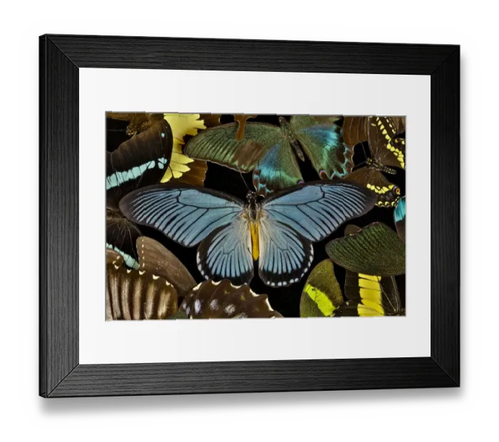 Framed Print : Butterflies grouped together to make pattern with African Blue, Papilio zalmoxis, Sammamish Framed Print : Butterflies grouped together to make pattern with African Blue, Papilio zalmoxis, Sammamish